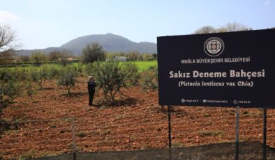 Muğla Büyükşehir Sakız Deneme Bahçesi İlk Ürünlerini Verdi