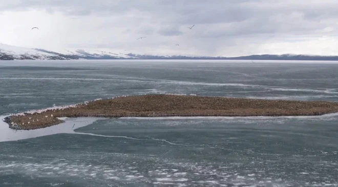 Çıldır Gölü kuşlara kaldı