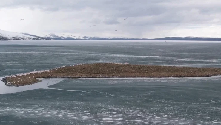 Çıldır Gölü kuşlara kaldı