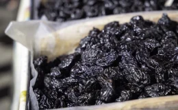 Kansere karşı gizli bir silah! Sağlığa faydaları saymakla bitmiyor