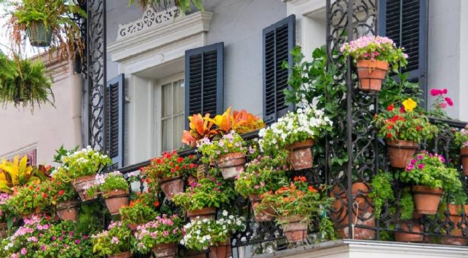 Nisan ayı bitmeden hemen dikin! Balkonunuzu tüm yaz çiçek bahçesine çevirecek 5 dayanıklı bitki türü…