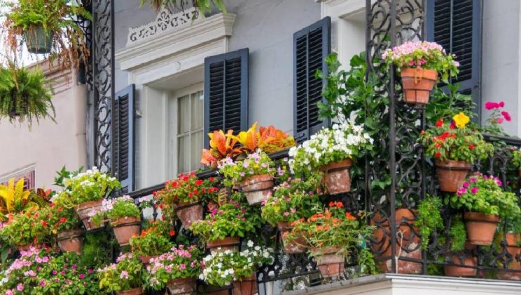 Nisan ayı bitmeden hemen dikin! Balkonunuzu tüm yaz çiçek bahçesine çevirecek 5 dayanıklı bitki türü…