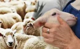 İNSANLIK NEDEN HÂLÂ KURBAN KESİYOR?