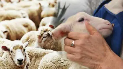 İNSANLIK NEDEN HÂLÂ KURBAN KESİYOR?