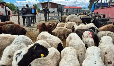 Bingöl’de kurban pazarında bayram durgunluğu: Artan fiyatlar ve düşen alım gücü satışları vurdu