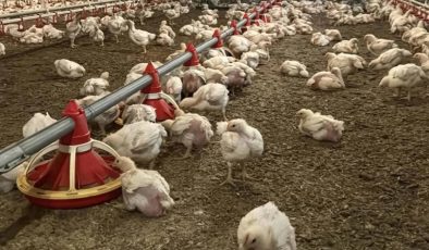 Yıllık 50 milyon yumurta üretiyordu: 43 yıllık şirket için iflas kararı