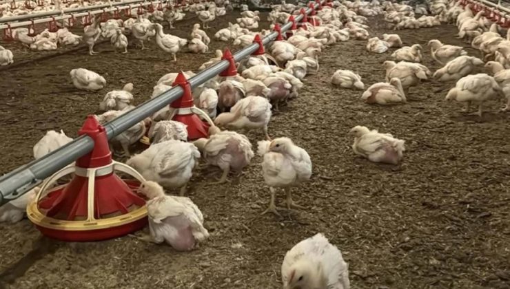 Yıllık 50 milyon yumurta üretiyordu: 43 yıllık şirket için iflas kararı