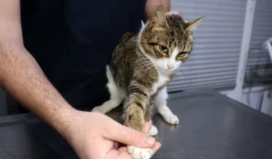 TOPAL KEDİNİN HİKAYESİ