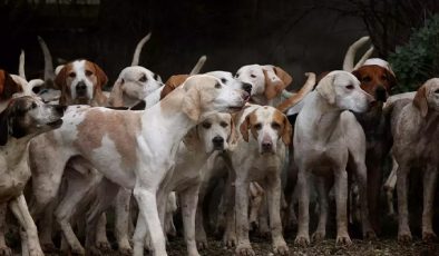 Araştırma Sonuçları Şaşırttı: Evcil Köpeklerin Kökeni Anadolu’ya Dayanıyor