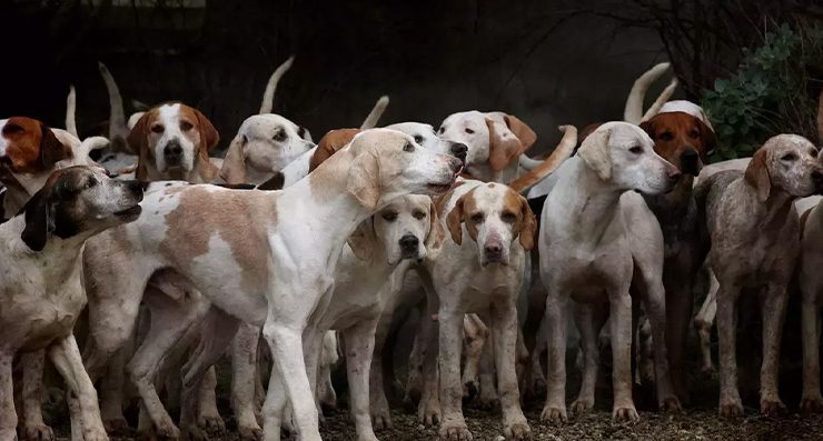Araştırma Sonuçları Şaşırttı: Evcil Köpeklerin Kökeni Anadolu’ya Dayanıyor