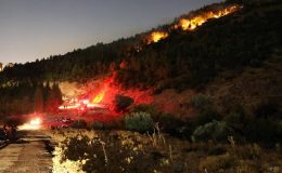 İzmir Bornova’da orman yangını