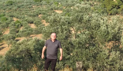 Zeytin üreticisi hasat öncesi destek bekliyor: ‘Yüksek maliyet üreticiyi zorluyor’