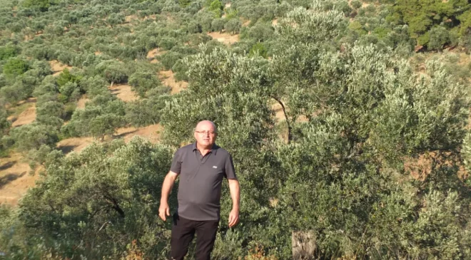 Zeytin üreticisi hasat öncesi destek bekliyor: ‘Yüksek maliyet üreticiyi zorluyor’