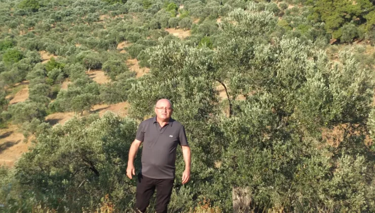 Zeytin üreticisi hasat öncesi destek bekliyor: ‘Yüksek maliyet üreticiyi zorluyor’