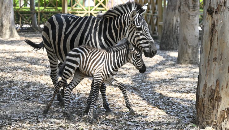 Doğa Parkı’nda Dünyaya Gelen Yavruların Mutluluğu Yaşanıyor