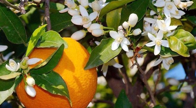 Narenciye sektörünü adım adım öldürmek..