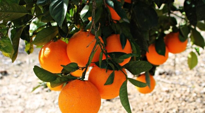 Mersin’ de narenciyenin ilk dönem sorunları…(Şubat 2022)
