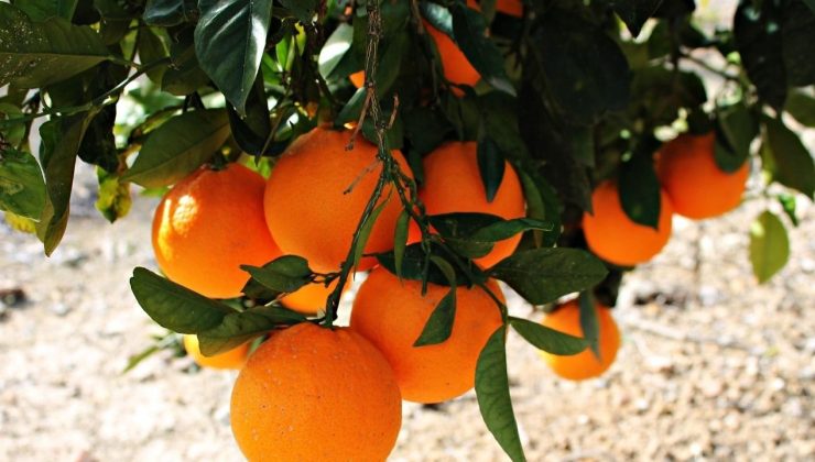 Mersin’ de narenciyenin ilk dönem sorunları…(Şubat 2022)