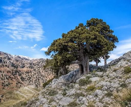 AVDALI’NIN SARIBAŞ ÇOCUKLARI