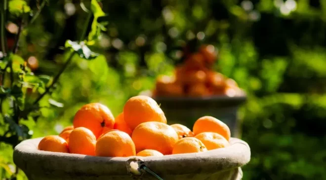 Narenciyede sorunları çözmek için anlamak gerekiyor…