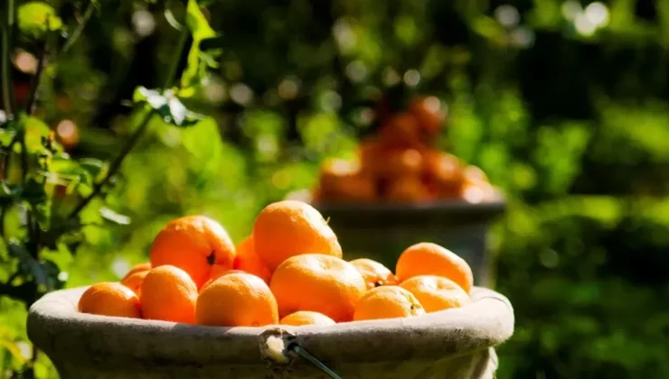 Narenciyede sorunları çözmek için anlamak gerekiyor…